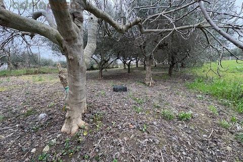 Terra a San Clemente, Rimini, San Clemente - € 60.000 | Ref: LC100 - foto 3