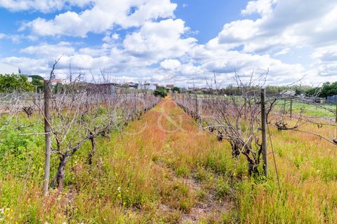 Villa i Alpiarca, Santarem, Alpiarca - € 290.000 | Ref: CAS_422 - foto 27