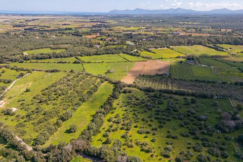 Terra a Muro, Mallorca, Muro - € 250.000 | Ref: 04DLAV002/3010 - foto 2