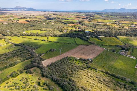 Terra a Muro, Mallorca, Muro - € 250.000 | Ref: 04DLAV002/3010 - foto 4