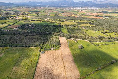 Terra a Muro, Mallorca, Muro - € 250.000 | Ref: 04DLAV002/3010 - foto 6