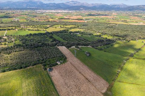 Terra a Muro, Mallorca, Muro - € 250.000 | Ref: 04DLAV002/3010 - foto 7