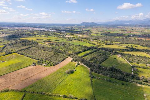 Terra a Muro, Mallorca, Muro - € 250.000 | Ref: 04DLAV002/3010 - foto 10