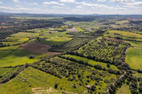 Terra a Muro, Mallorca, Muro - € 250.000 | Ref: 04DLAV002/3010 - foto 14