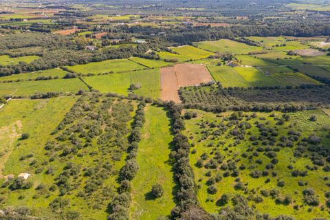 Terra a Muro, Mallorca, Muro - € 250.000 | Ref: 04DLAV002/3010 - foto 21