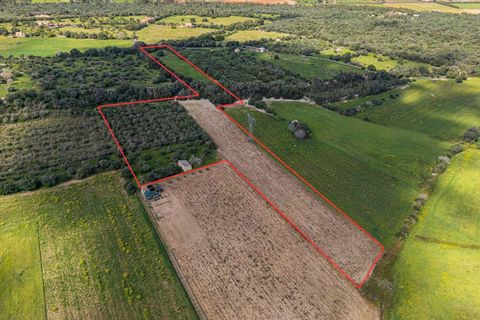 Terra a Muro, Mallorca, Muro - € 250.000 | Ref: 04DLAV002/3010 - foto 22