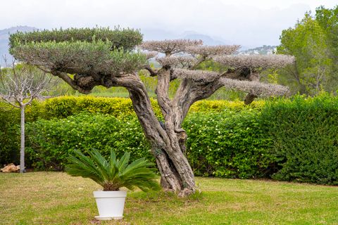 Villa a Santa Ponsa, Mallorca, Santa Ponsa - € 4.250.000 | Ref: FALC-Nep-63269 - foto 27