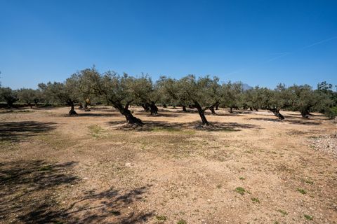 Finca i Roquetes, Tarragona, Roquetes - € 19.000 | Ref: 342 - foto 4