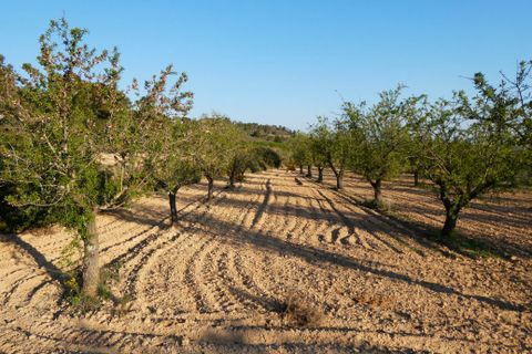 Finca i Batea, Tarragona, Batea - € 56.000 | Ref: 1110 - foto 46