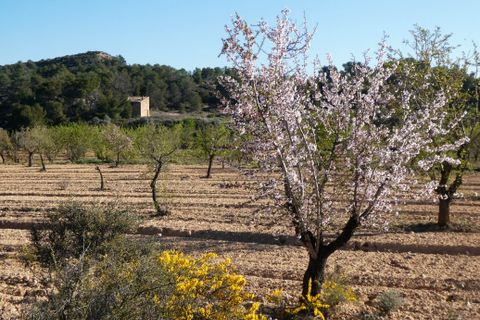 Finca i Batea, Tarragona, Batea - € 56.000 | Ref: 1110 - foto 34