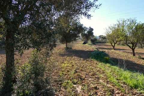 Finca i Batea, Tarragona, Batea - € 56.000 | Ref: 1110 - foto 23