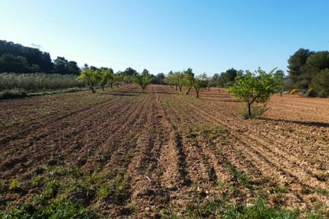 Finca i Batea, Tarragona, Batea - € 56.000 | Ref: 1110 - foto 42