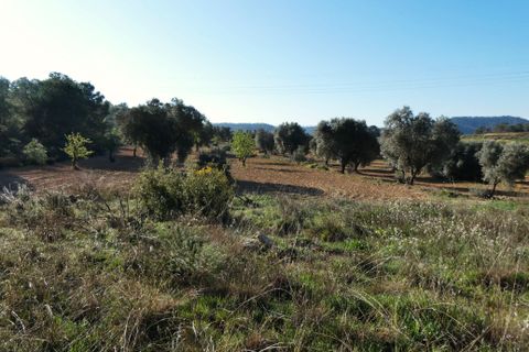 Finca i Batea, Tarragona, Batea - € 56.000 | Ref: 1110 - foto 10