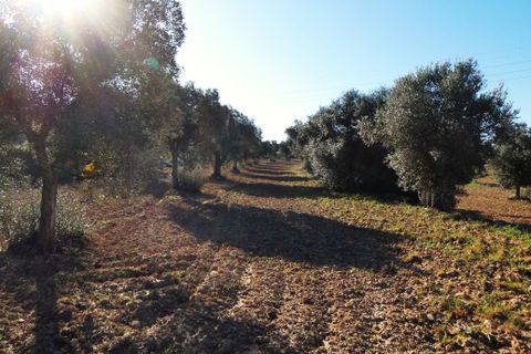 Finca i Batea, Tarragona, Batea - € 56.000 | Ref: 1110 - foto 22