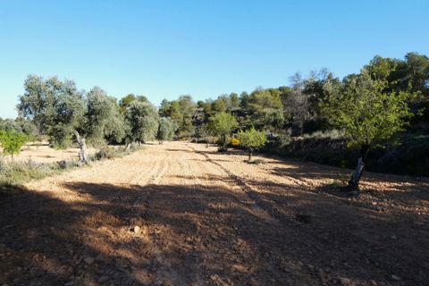 Finca i Batea, Tarragona, Batea - € 56.000 | Ref: 1110 - foto 38