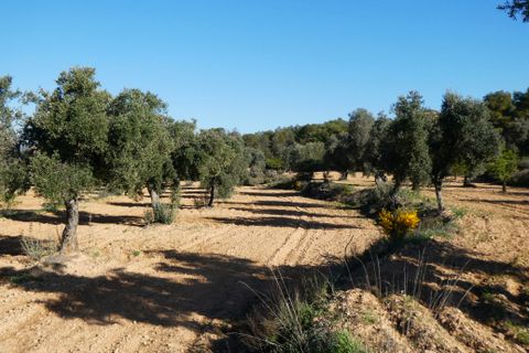 Finca i Batea, Tarragona, Batea - € 56.000 | Ref: 1110 - foto 36