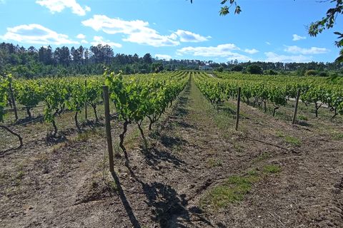 Farm i Penalva do Castelo, Viseu, Penalva do Castelo - € 820.000 | Ref: 2218/V - foto 4
