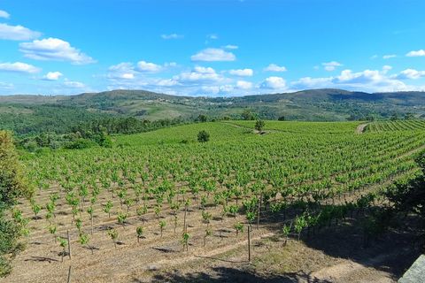 Farm i Penalva do Castelo, Viseu, Penalva do Castelo - € 820.000 | Ref: 2218/V - foto 6