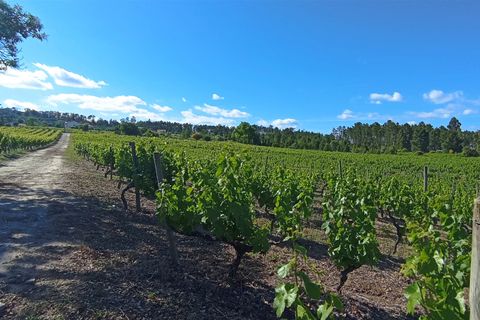 Farm i Penalva do Castelo, Viseu, Penalva do Castelo - € 820.000 | Ref: 2218/V - foto 9