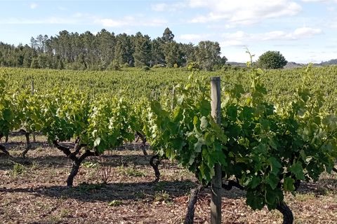 Farm i Penalva do Castelo, Viseu, Penalva do Castelo - € 820.000 | Ref: 2218/V - foto 15