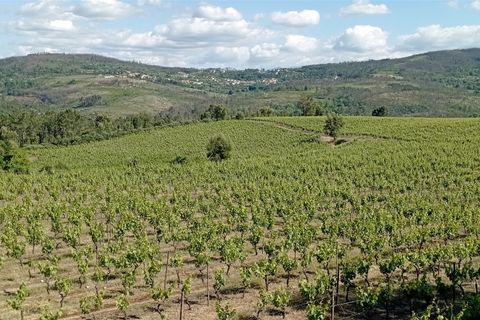 Farm i Penalva do Castelo, Viseu, Penalva do Castelo - € 820.000 | Ref: 2218/V - foto 16