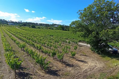 Farm i Penalva do Castelo, Viseu, Penalva do Castelo - € 820.000 | Ref: 2218/V - foto 17