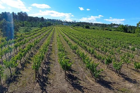 Farm i Penalva do Castelo, Viseu, Penalva do Castelo - € 820.000 | Ref: 2218/V - foto 18