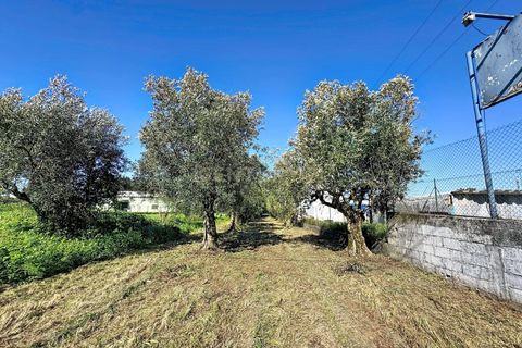 Helårsgrund i Alcobaca, Leiria, Alcobaca - € 80.000 | Ref: 1739-02289 - foto 7