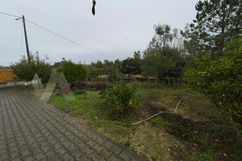 Terra a Chamusca, Santarem, Chamusca - € 47.500 | Ref: TR_94 - foto 2