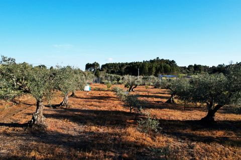 Terra a Penamacor, Castelo Branco, Penamacor - € 19.000 | Ref: 102260059 - foto 3