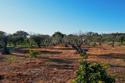 Terra a Penamacor, Castelo Branco, Penamacor - € 19.000 | Ref: 102260059 - foto 4