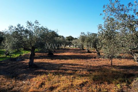 Terra a Penamacor, Castelo Branco, Penamacor - € 19.000 | Ref: 102260059 - foto 5