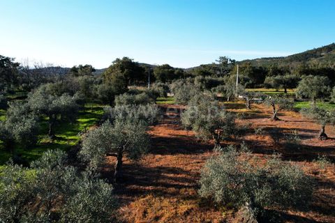 Terra a Penamacor, Castelo Branco, Penamacor - € 19.000 | Ref: 102260059 - foto 6