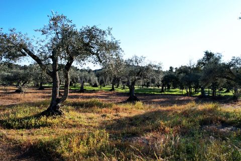 Terra a Penamacor, Castelo Branco, Penamacor - € 19.000 | Ref: 102260059 - foto 8