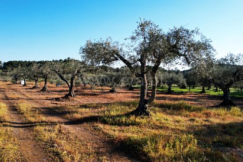Terra a Penamacor, Castelo Branco, Penamacor - € 19.000 | Ref: 102260059 - foto 9