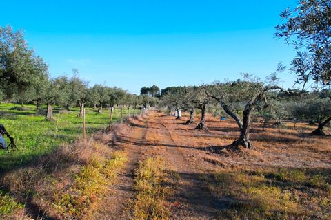 Terra a Penamacor, Castelo Branco, Penamacor - € 19.000 | Ref: 102260059 - foto 10