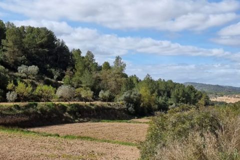 Finca i Caseres, Tarragona, Caseres - € 6 000 | Ref: Ca1 - foto 12