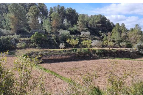 Finca i Caseres, Tarragona, Caseres - € 6 000 | Ref: Ca1 - foto 14