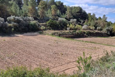 Finca i Caseres, Tarragona, Caseres - € 6 000 | Ref: Ca1 - foto 13