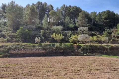 Finca i Caseres, Tarragona, Caseres - € 6 000 | Ref: Ca1 - foto 11