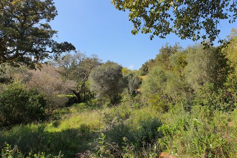 Helårsgrund i Sotogrande, Cadiz, Sotogrande - € 725.000 | Ref: ED-RR2240 - foto 3