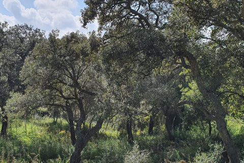 Helårsgrund i Sotogrande, Cadiz, Sotogrande - € 725.000 | Ref: ED-RR2240 - foto 12