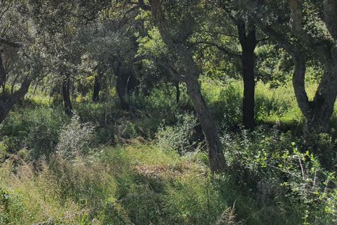 Helårsgrund i Sotogrande, Cadiz, Sotogrande - € 725.000 | Ref: ED-RR2240 - foto 15