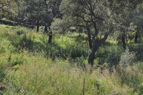 Helårsgrund i Sotogrande, Cadiz, Sotogrande - € 725.000 | Ref: ED-RR2240 - foto 16