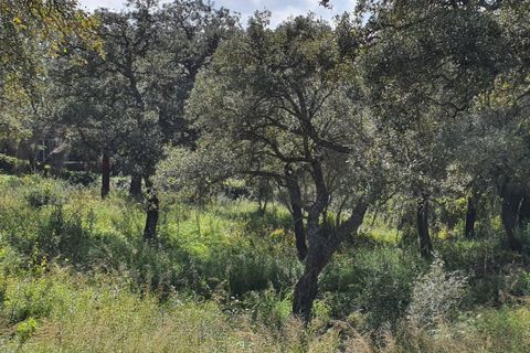 Helårsgrund i Sotogrande, Cadiz, Sotogrande - € 725.000 | Ref: ED-RR2240 - foto 18