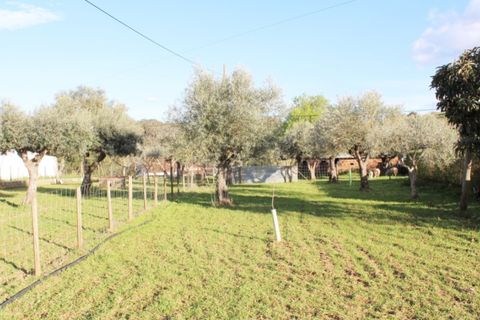 Farm i Borba, Evora, Borba - € 320.000 | Ref: ALT003/035/2026 - foto 7