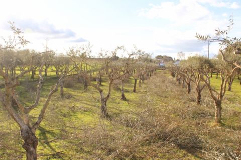 Farm i Borba, Evora, Borba - € 320.000 | Ref: ALT003/035/2026 - foto 8