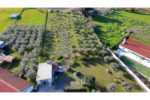 Farm i Borba, Evora, Borba - € 320.000 | Ref: ALT003/035/2026 - foto 11