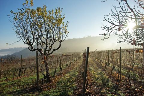 Villa a Canelli, Asti, Canelli - € 1.990.000 | Ref: CNL006 - foto 41