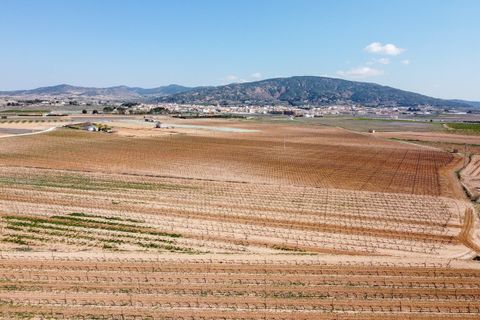 Terra a Pinoso, Alicante, Pinoso - € 324.000 | Ref: CF3318 - foto 2